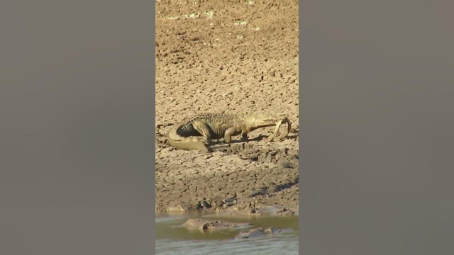 Крокодил поймал черную мамбу