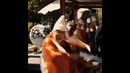 Росомаха Бессмертный (Твиттер-тизер фильма )