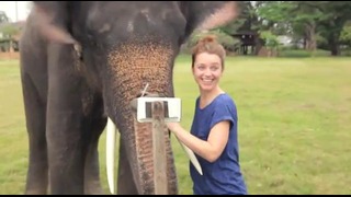 Слон играется с Galaxy Note