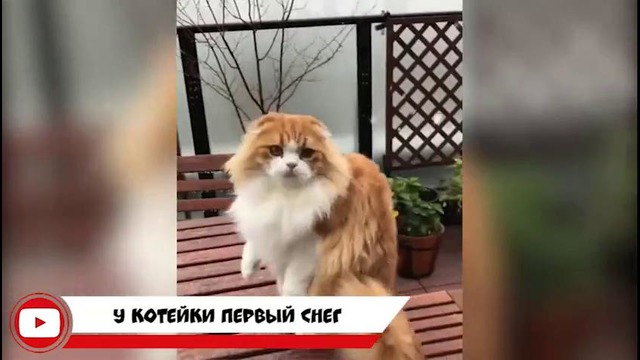 SweetCoub Лучшее, Приколы в COUB #22