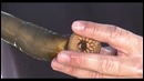 5 реальных животных-вампиров
