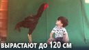 Бразилец вывел породу гигантских петухов