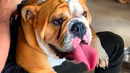 Cute Silly Animals | Funny Pet Videos