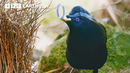Cheeky Bird Steals To Impress | 4K UHD | BBC Earth