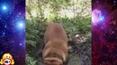 VINE BOOM. Лучшие приколы. Собака-себе не доверяка