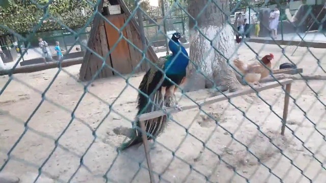 Ташкент Узбекистан. Мини Зоопарк в парке Гафура Гуляма