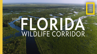 Saving the Florida Wildlife Corridor | National Geographic