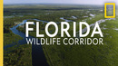 Saving the Florida Wildlife Corridor | National Geographic