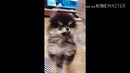 Тэхен со своим щеночком по имени Ёнтан