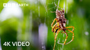 The Fight For Survival With Sir David Attenborough | 4K UHD | BBC Earth