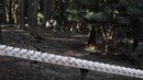 Touch Wood: Forest Xylophone