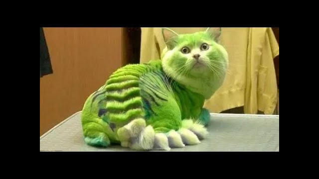 Funny cat & Смешные КОТИКИ 18 11 2019