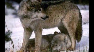 Зарипхан – Волчица