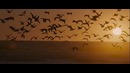 Trailer: Into The Wild
