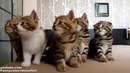 Танцующие котята