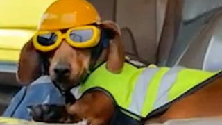 Dog Works In Construction | Funny Pet Videos