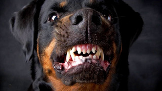 10 Самых Злых и Агрессивных Собак в Мире