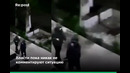В Янгиюле отстреливают собак