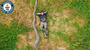 Best Records Set This Week (LONGEST SNAKE!) | Guinness World Records