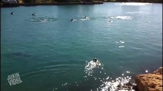 Собака гонится за дельфинами