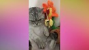 Смешные коты и кошки. приколы с котами и другими животными