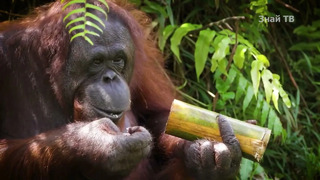 ОРАНГУТАНЫ – удивительные лесные приматы из неполных семей