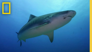 Could Sport Fishing Cause Shark Attacks? | When Sharks Attack: Tropical Terror