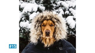35 Фото Доказательств, Что Лабрадоры и Голден Ретриверы Самые Лучшие Собаки в Мире