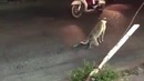 Прикол с собачкой