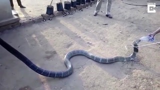 Ядовитая кобра просит у людей помощи