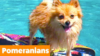Silly Pomeranian Reactions & Bloopers | Funny Pet Videos