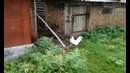 Сольный проход Неймара
