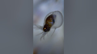 Tiny octopus the size of a grain of rice ventures out #babyanimals #octopus
