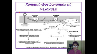 Пути передачи сигнала в клетку