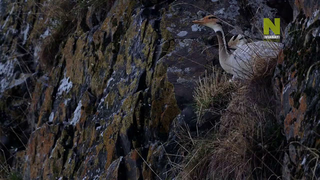 Viasat Nature: Редкие и выжившие: Культовые животные Китая