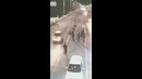 Toshkentda Toyota YPX xodimlarini bosib ketishiga oz qoldi