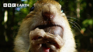 Cheeky Chipmunk Steals Neighbour’s Acorn Supply | Earth’s Great Seasons | BBC Earth