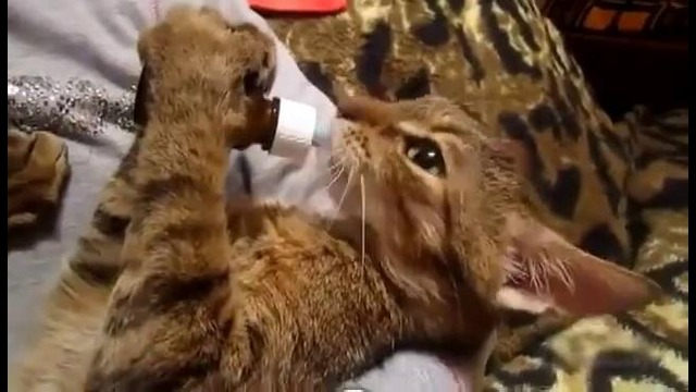 Очень голодный маленький котенок