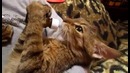 Очень голодный маленький котенок