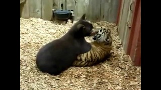 Тигр VS медвежонок