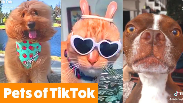 TikTok Pets That Make You AWW | Funny Pet Videos