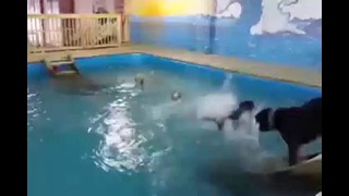 Собакены дорвались до воды