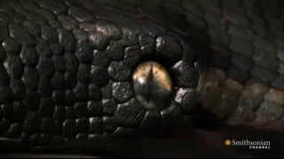 Титанобоа – древняя змея монстр