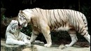 10 самых дорогих животных