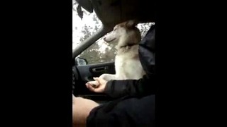 Забавная собака в авто
