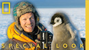 Baby Penguins Brave a Deadly Storm | Secrets of the Penguins | National Geographic
