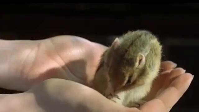 400 FPS slow motion chipmunk footage