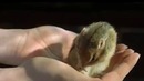 400 FPS slow motion chipmunk footage