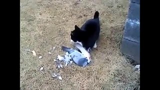 Хитрый голубь против кота