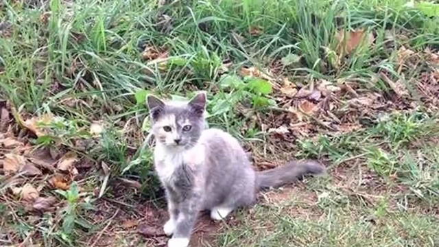Парень встретил в поле удивительного кота